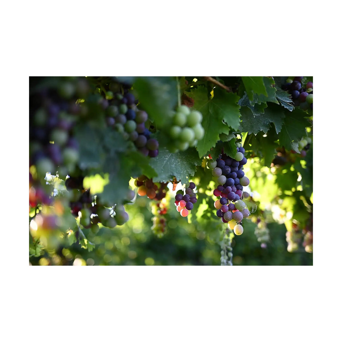 NIKKOR Z 40 mm f/2 Lens