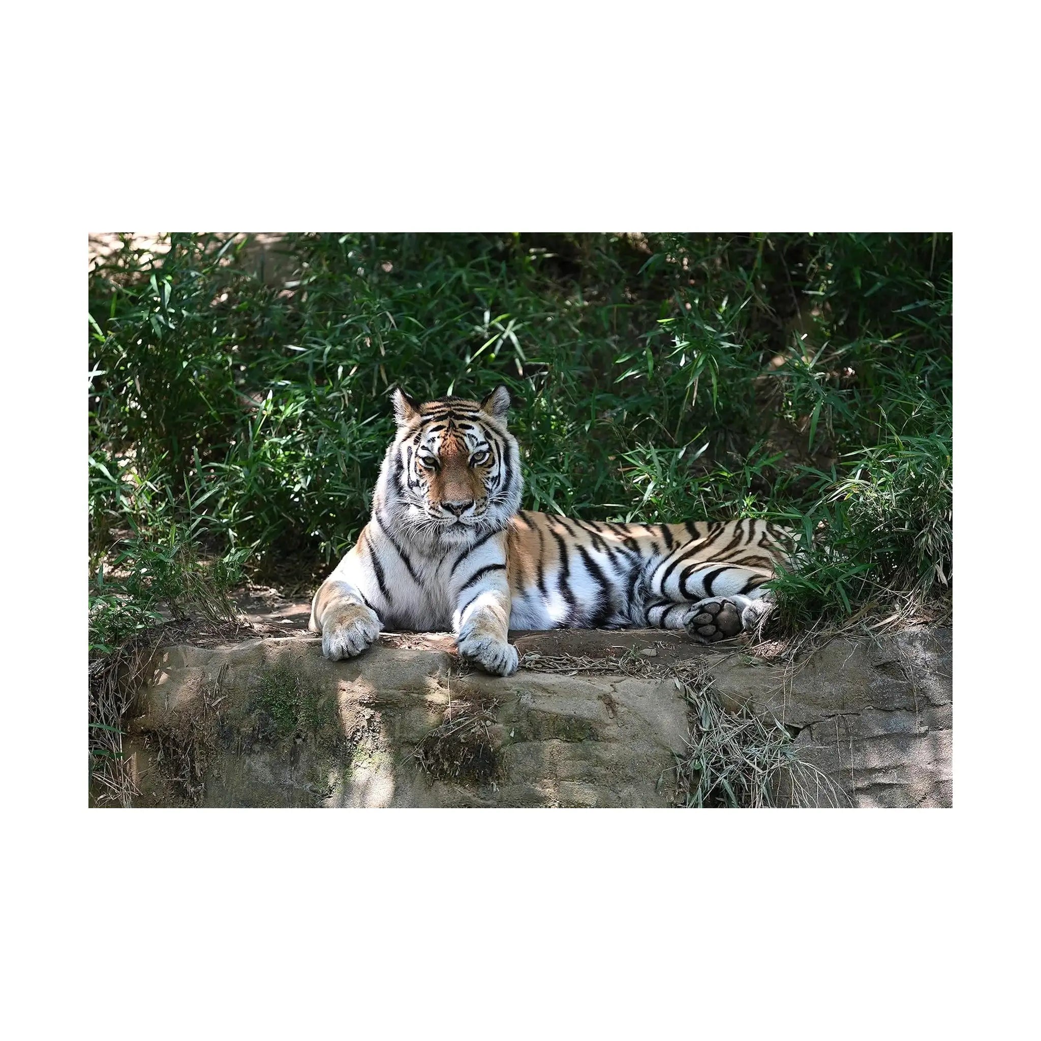 Nikon Z Teleconverter TC 2.0X