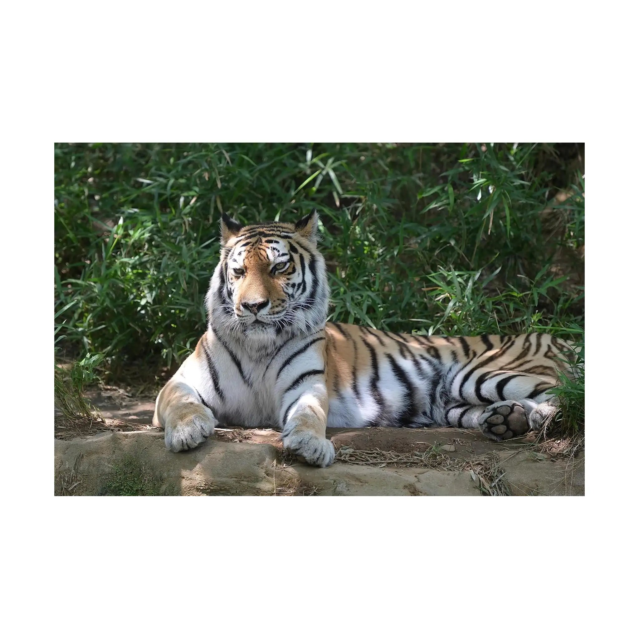 Nikon Z Teleconverter TC 2.0X