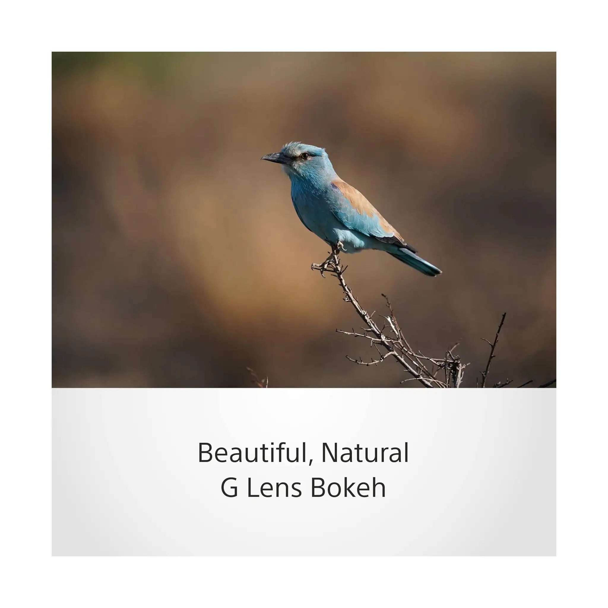 Sony FE 200 600mm F5.6 6.3 G OSS Lens