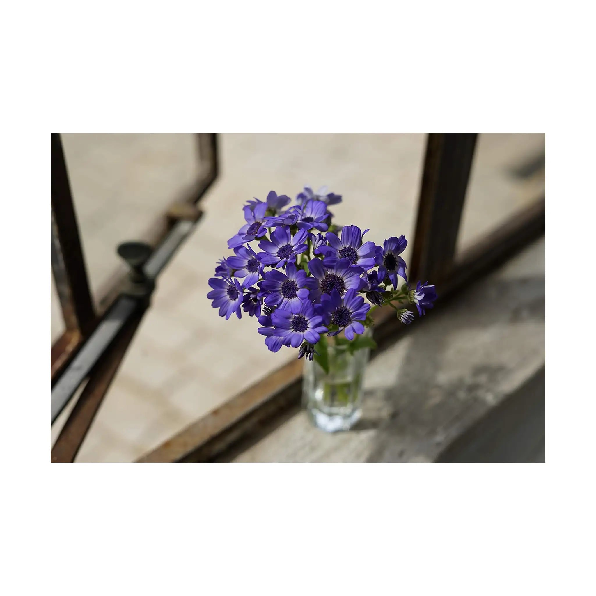 Sony FE 50mm F1.8 Standard Lens (SEL50F18F/2)